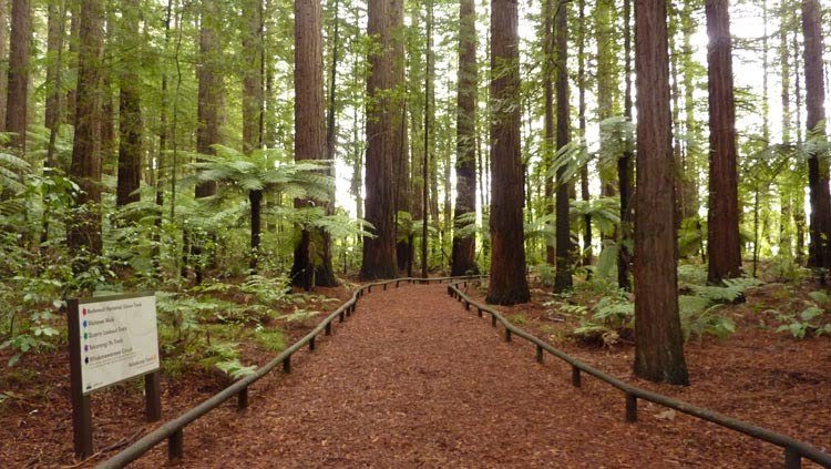 El bosque de sequoyas de Redwood es un lugar para visitar en Rotorua