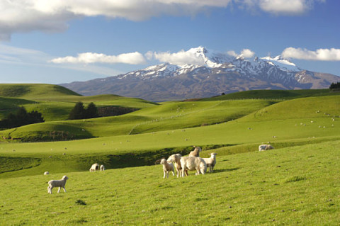 Ovejas pastando en los campos aledaños a Christchurch, Nueva Zelanda