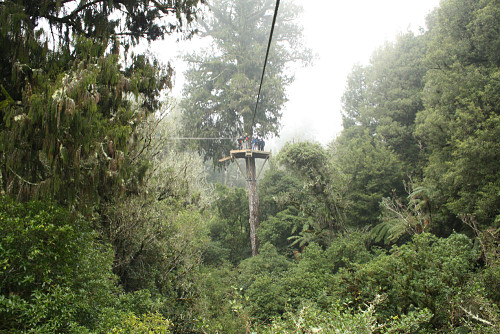 Este tour por los bosques de Rotorua es totalmente sostenible